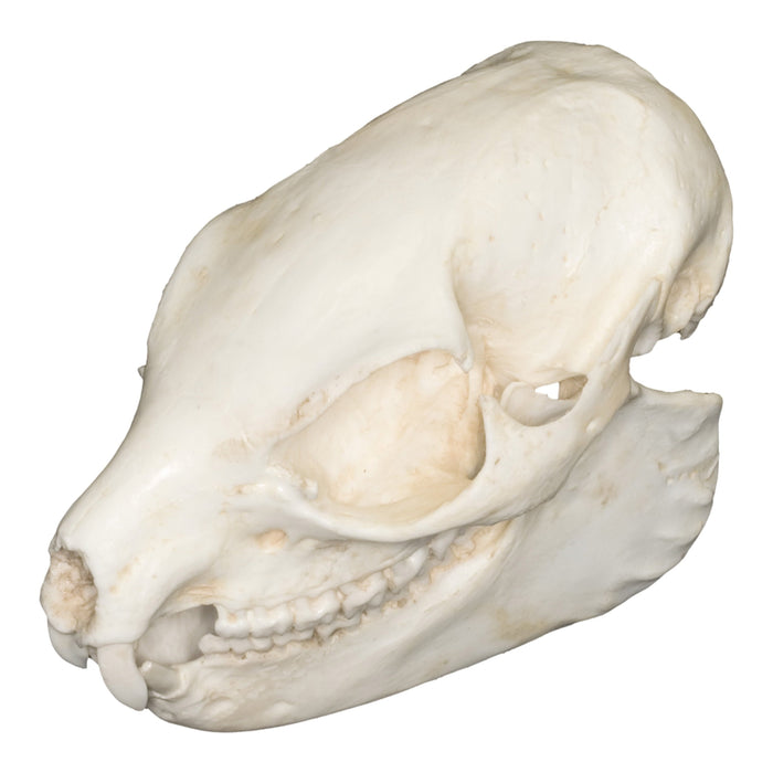 Replica Bush Hyrax Skull