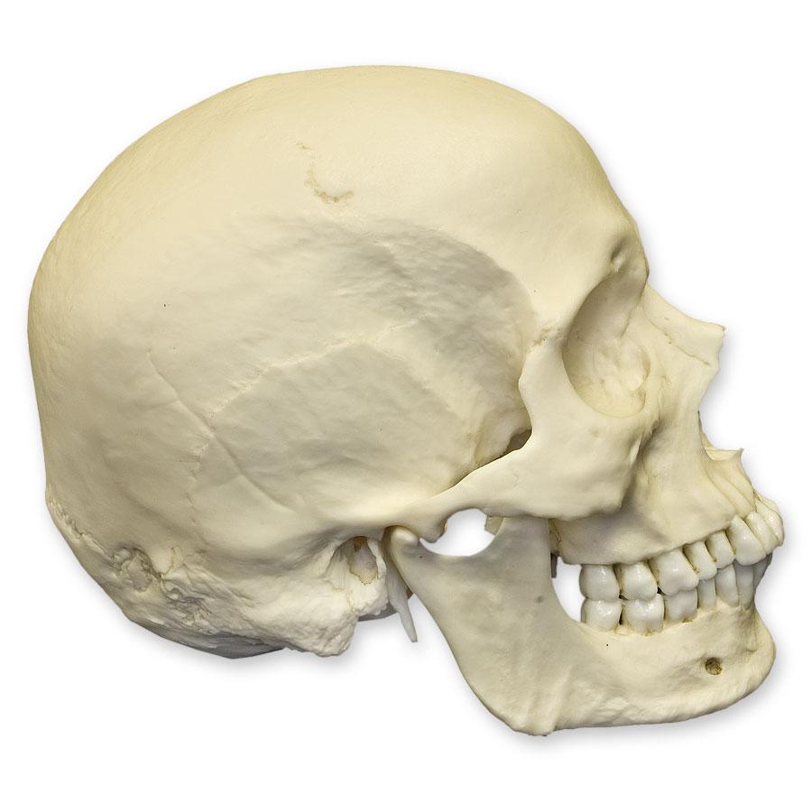 Replica Human Skull - European Male — Skulls Unlimited