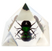 Real Chafer Beetle in Acrylic Pyramid