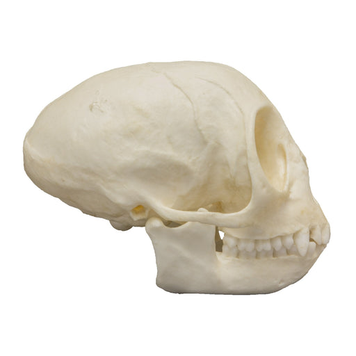 Replica Talapoin Skull