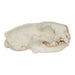 Replica Black-Footed Ferret Skull