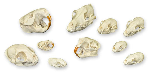 Comparative Skull Kit - North American Furbearers