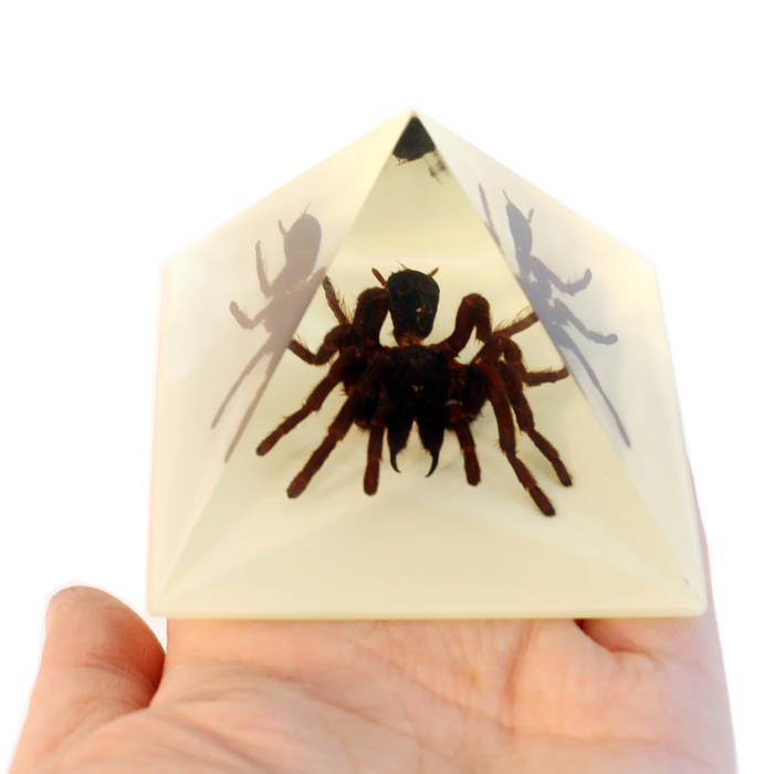 Real Tarantula in Acrylic Pyramid Paperweight (Glow-in-the-Dark)