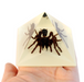 Real Tarantula in Acrylic Pyramid Paperweight (Glow-in-the-Dark)