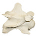 Replica Giraffe Vertebrae