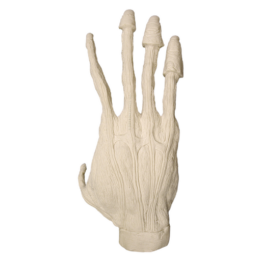 Replica Sumatran Orangutan Male Right Hand Muscle