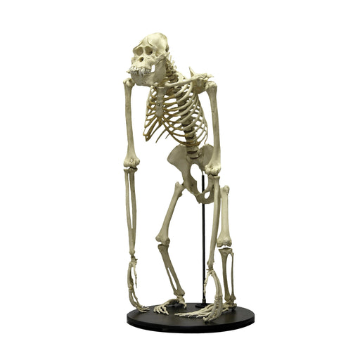 Replica Sumatran Orangutan Skeleton