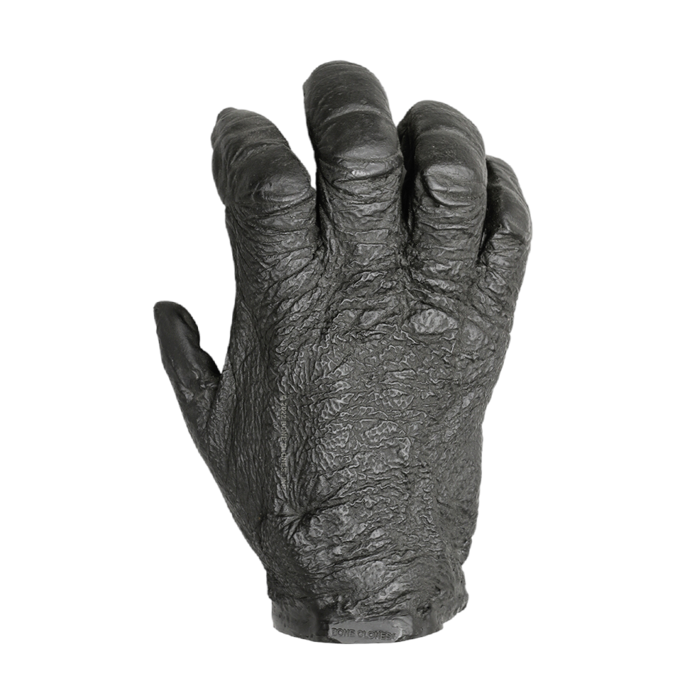 Replica Lowland Gorilla Male Right Hand — Skulls Unlimited International,  Inc.