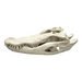 Replica American Alligator Skull (29.5 in.)