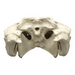 Replica American Alligator Skull (29.5 in.)