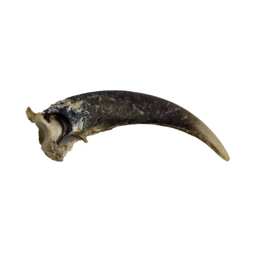 Real Woodchuck Claw