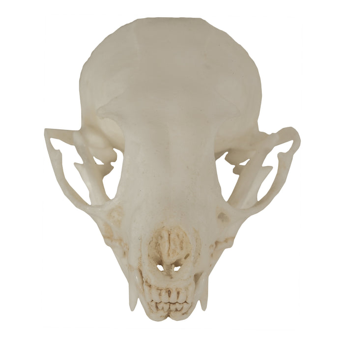 Replica Ringtail Skull