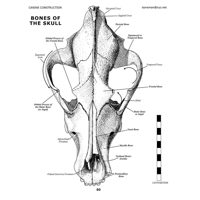 Canine Construction Book (Vol. 8)