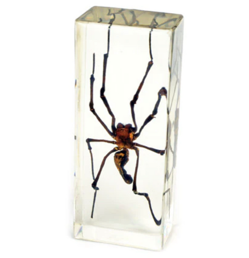 Real Golden Orb-Web Spider in Acrylic Paperweight