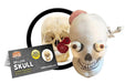 Giant Microbes Deluxe Skull With Hidden Organs