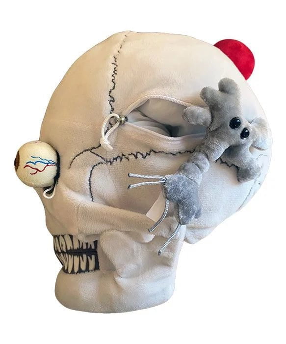 Giant Microbes Deluxe Skull With Hidden Organs