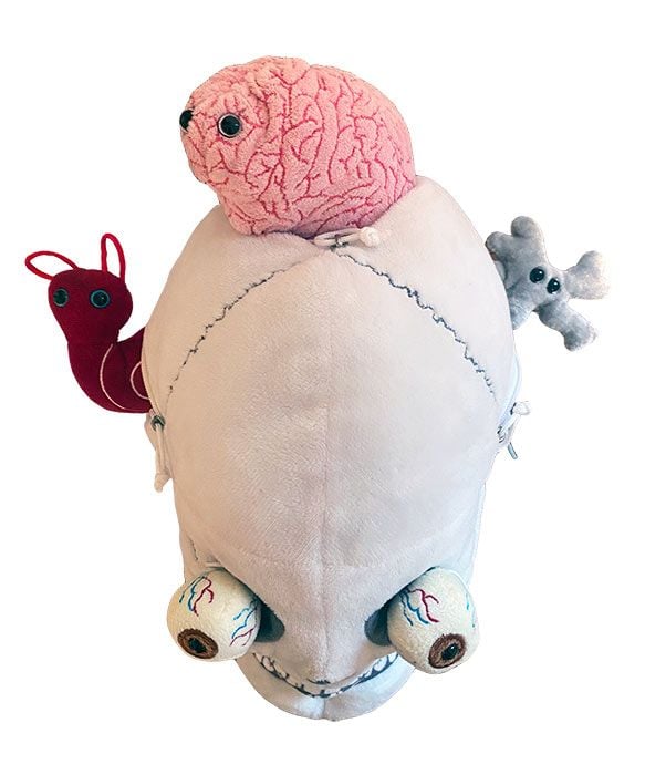 Giant Microbes Deluxe Skull With Hidden Organs