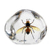 Real Wasp in Acrylic Paperweight