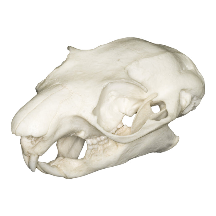 Replica Giant Flying Squirrel Skull