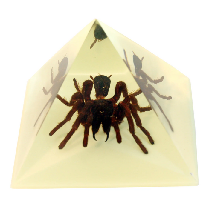 Real Tarantula in Acrylic Pyramid Paperweight (Glow-in-the-Dark)