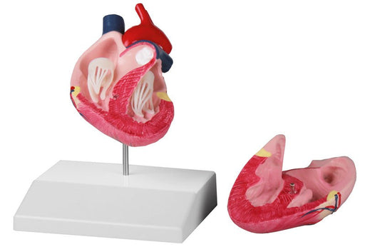 Replica Canine Heart